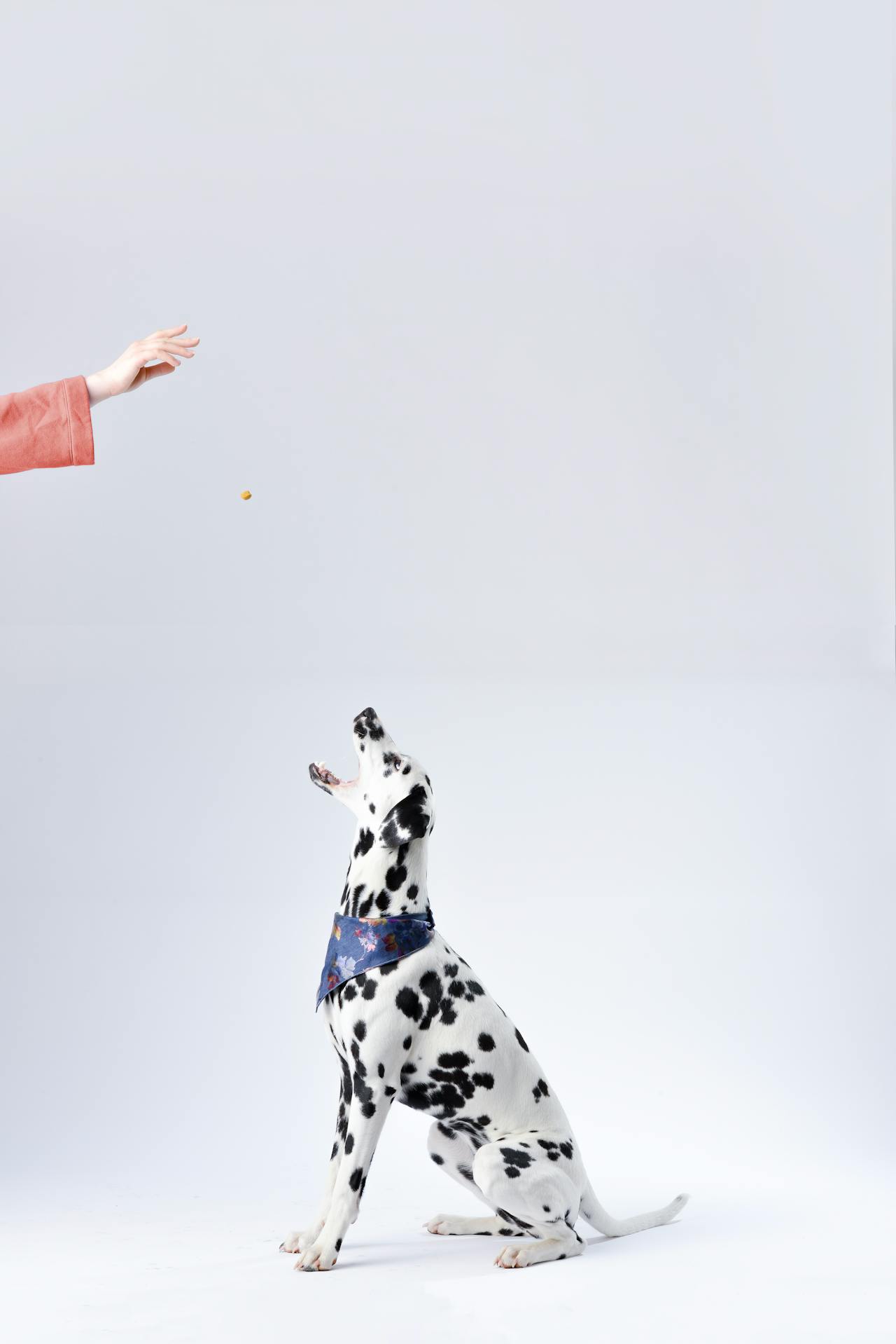 Delicious Dog Treats for Happy Pups & Tips Where to Find Them.