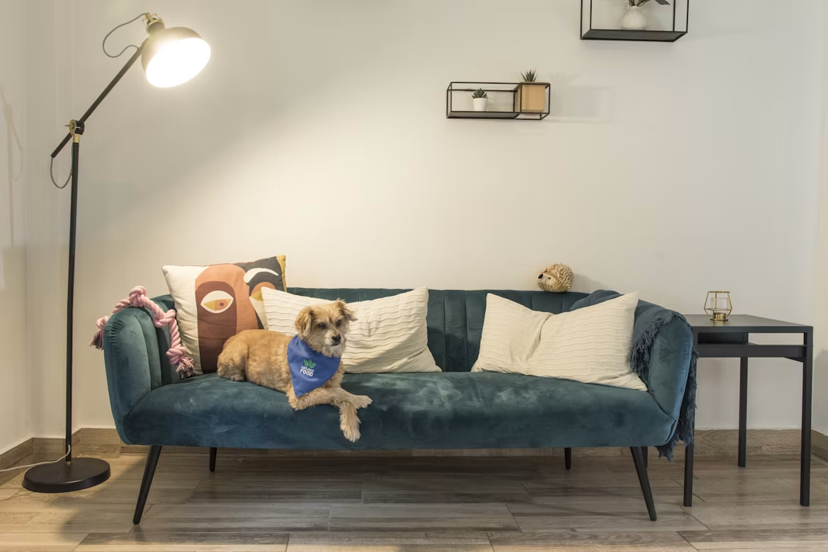 Simple Ways to Boost Your Pet’s Daily Well-being.